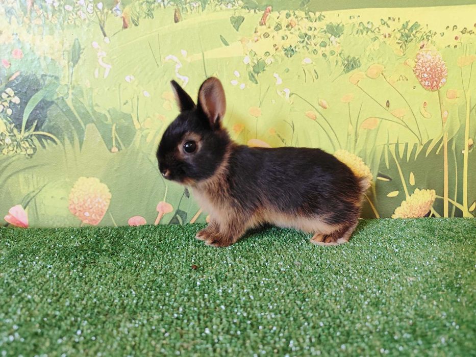 AKTUALNE  Piękny Karzełek Niderlandzki Mini Lop , Mini Rex
