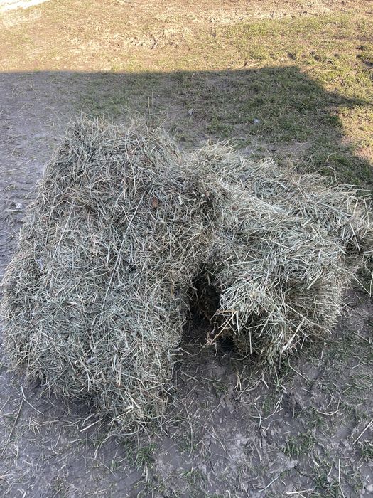 Sprzedam siano w kostkach