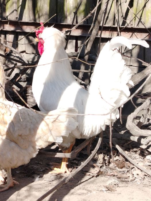 Piękny kogut zmieni kurnik