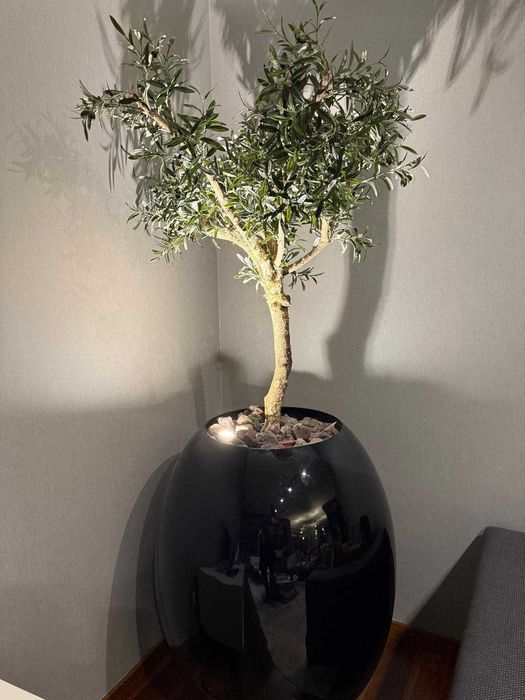 VASO ALTO PRETO COM OLIVEIRA