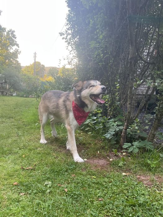 Pies piesek do adopcji