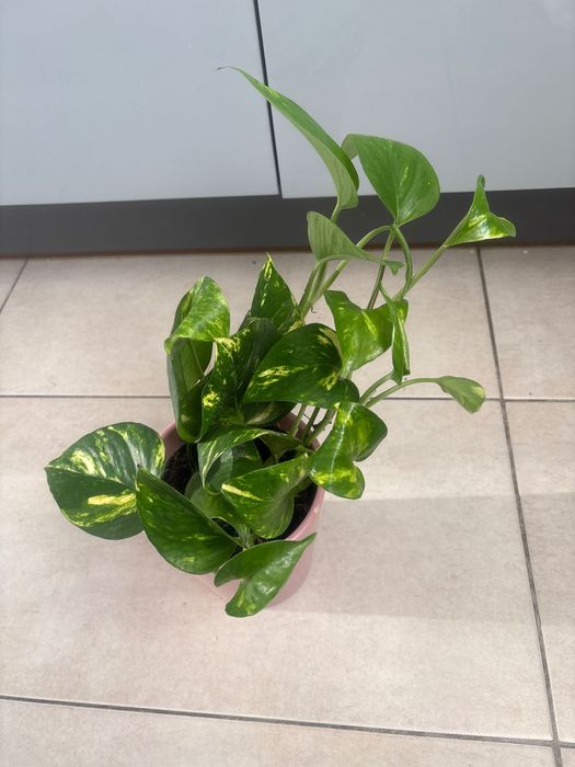 Epipremnum Aureum złociste