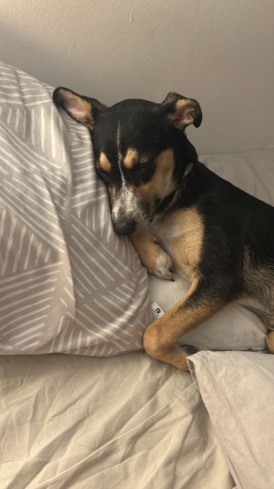 Cadelinha de 6 meses, muito meiga