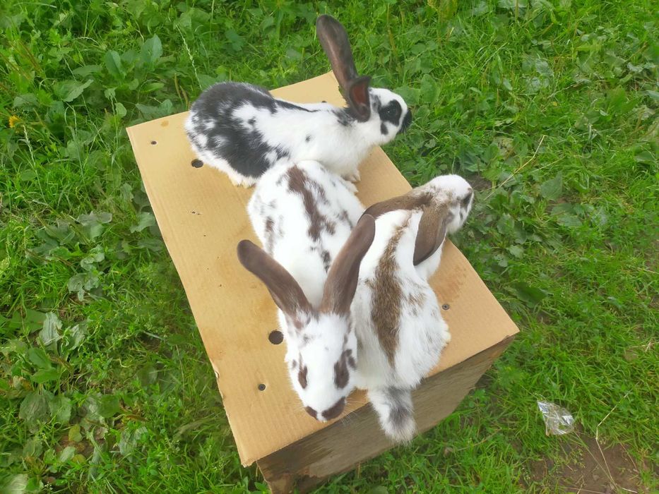 Кролі породи Німецький строкатий велетень . Шиншила .