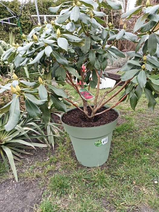 Rhododendron - czerwony, piękna duża sadzonka