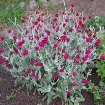 Молочай Сонечко,прунела, геліантус, ліхнес корончатий