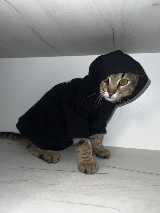 Толстовка для котиків