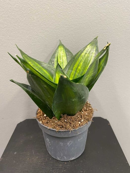 Sansevieria trifasciata 'Hahnii' Jade
