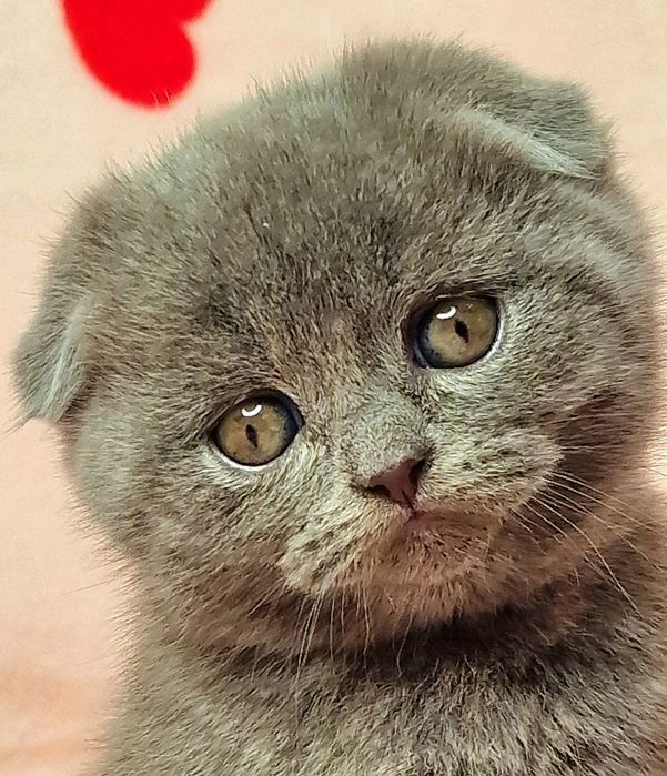 Kotek szkocki zwisłouchy