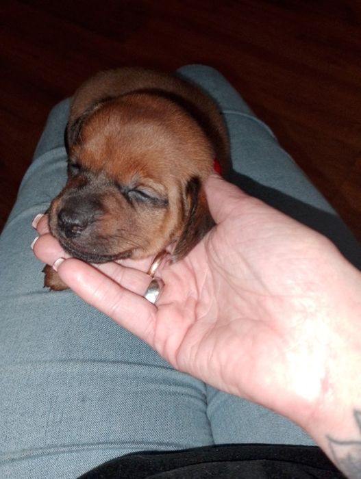 Oddam  szczeniaczki w dobre ręce