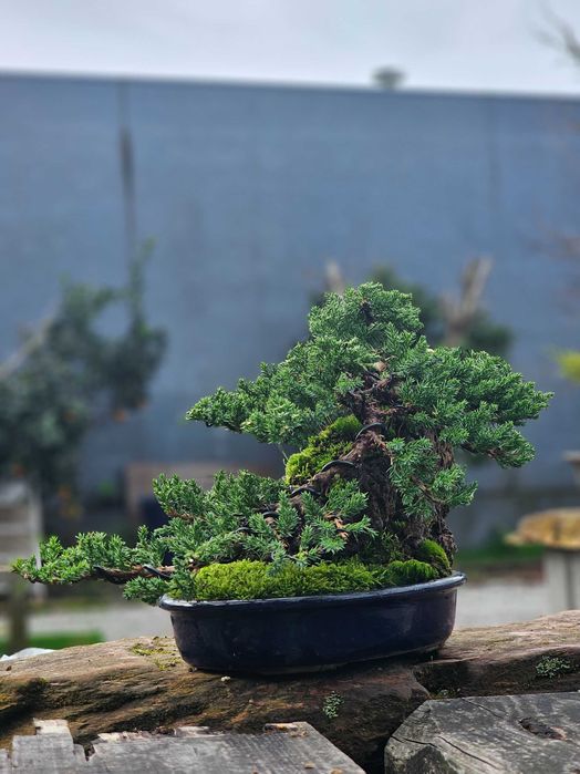 bonsai juniperus procumbens ishisuki