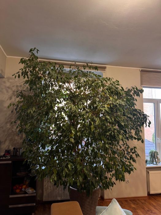 Fikus Beniamin 3,0m wysoki , korona ok. 2,2 średnicy