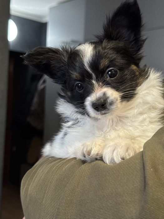 Папійон дівчинка