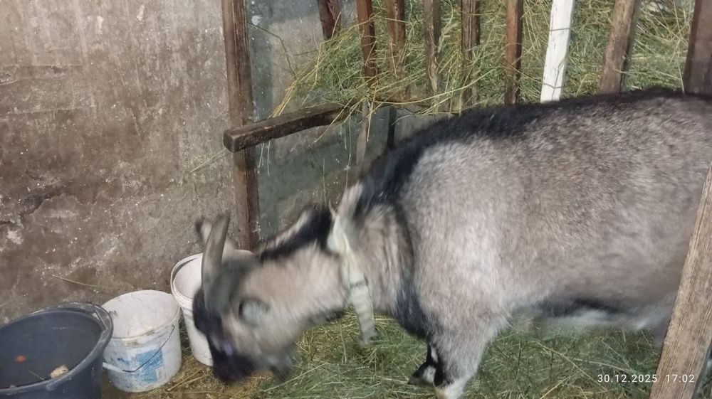 Продам козу на мясо