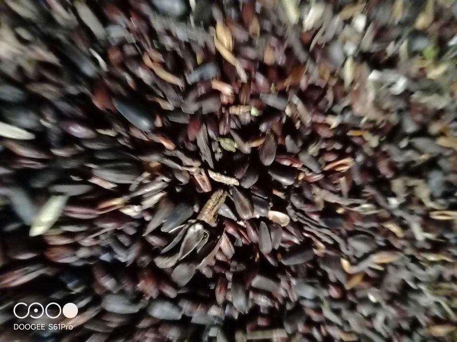 Zamiennik pellet lub ekogorszek