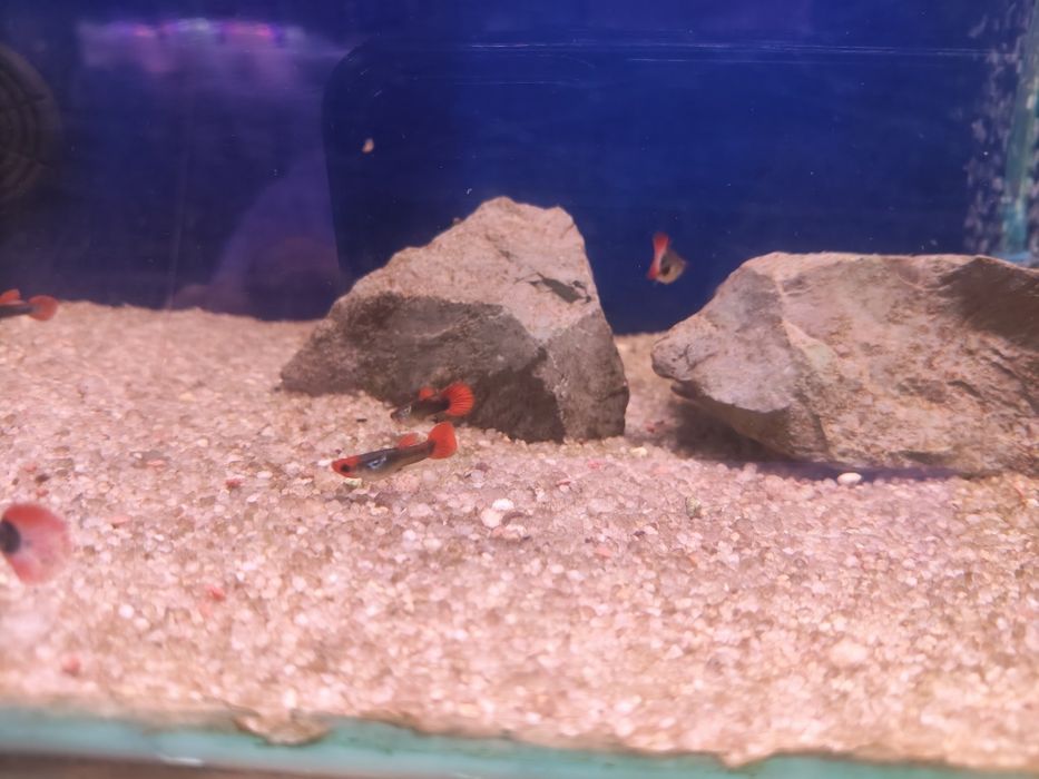 Guppys tuxedo koi