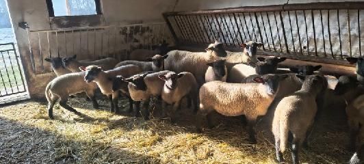 Młode jagnięta na sprzedaż