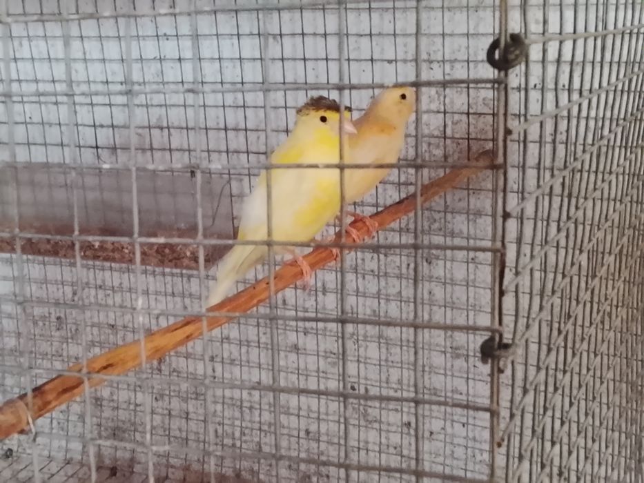 Canários várias raças