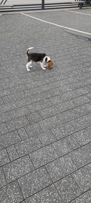 Suczka beagle dwumiesięczna bez rodowodu