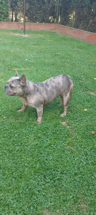 Suczka Buldog Francuski