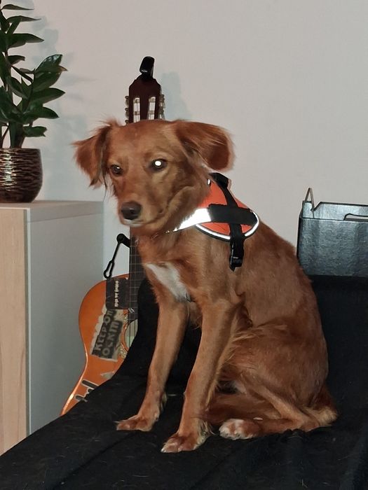 Cadela para adoção responsável