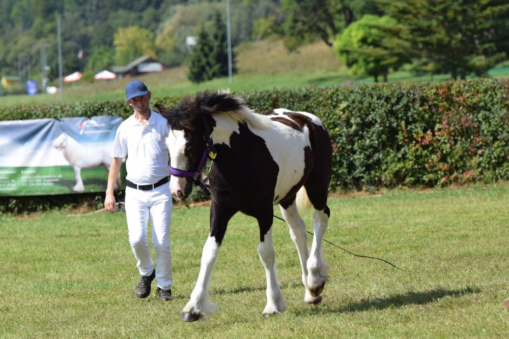 Sprzedam klacz Tinker ( roczna 135cm)