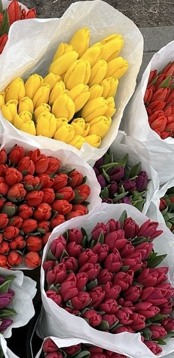 Продаємо тюльпани в  Києві