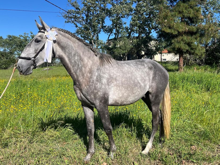 Vendo cavalos Lusitanos, éguas, poldros, poldras (Ler descrição)