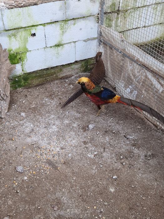 Faisão varias espécie