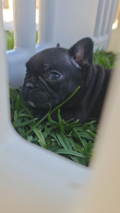 Bulldog Francês Lop e Afixo