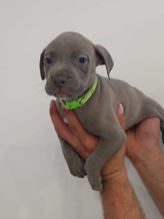 American staffordshire terrier