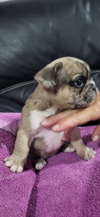 Bulldog francês meiginho