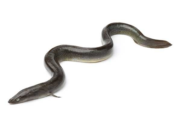 Karp szczupak amur tołpyga koi