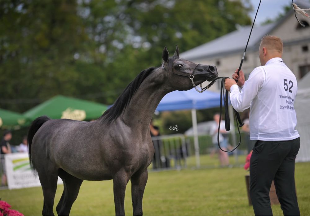 Klacz arabska po championatach