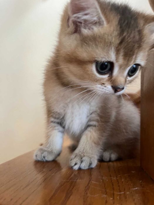 Золотий зеленоокий красень