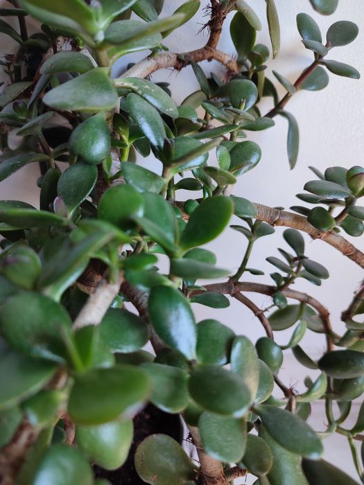 Planta de jade, planta da sorte