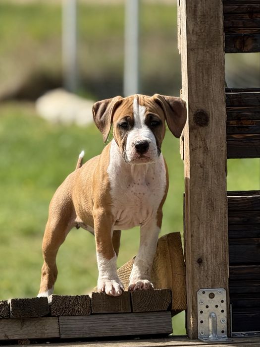 Szczeniak American Staffordshire Terrier (Amstaff) – ZKwP/FCI