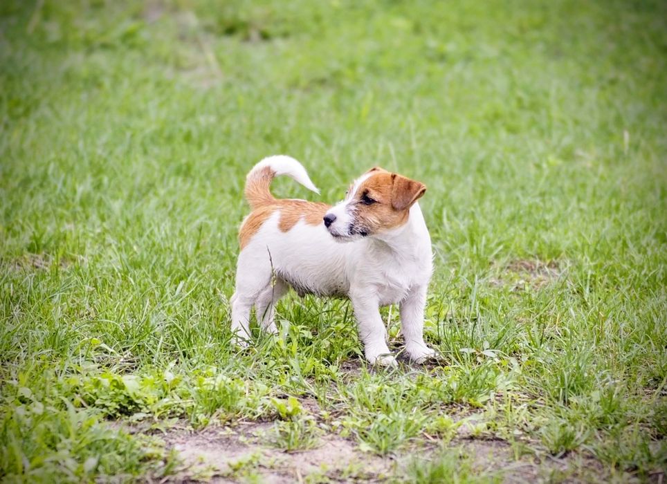 Jack Russell Terrier FCI# DO BLOKU