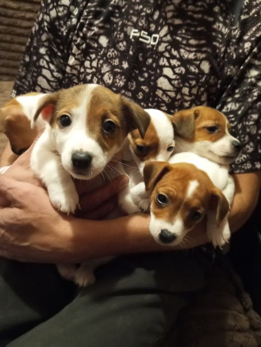 Цуценята Джек Рассел тер'єр