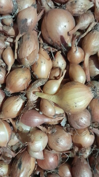 Цибуля-сіянка домашня