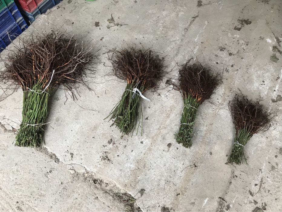 Podkładka bezkolcowa róży