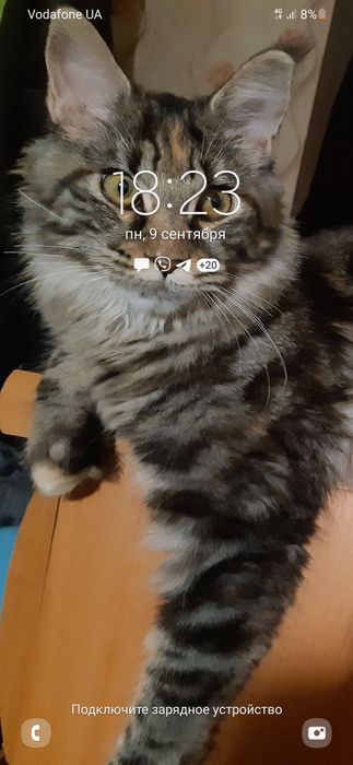 Продажа кошки добрая