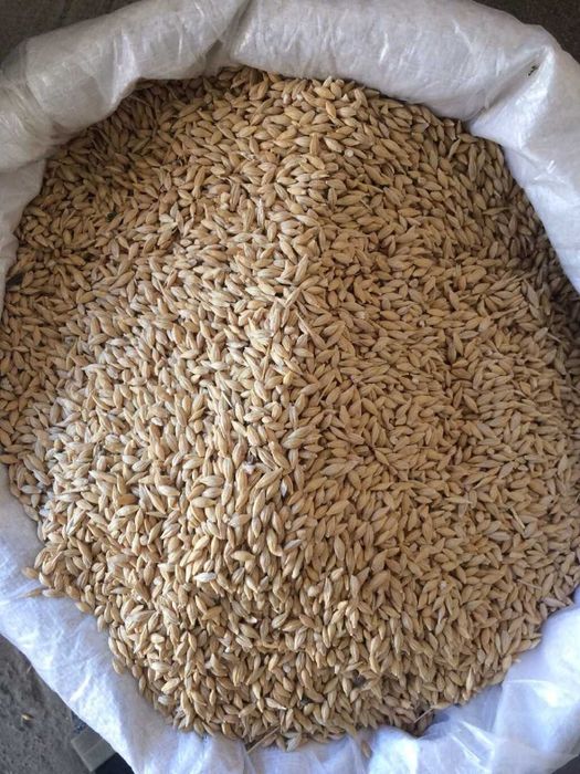 Продам ячмінь із всласного поля