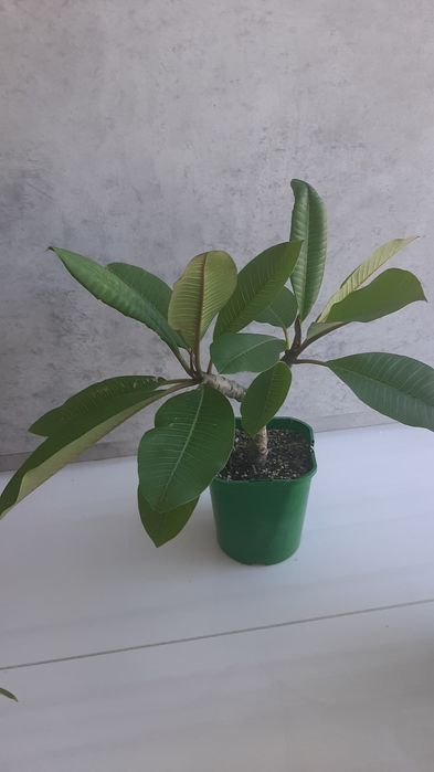 Plumeria sadzonka