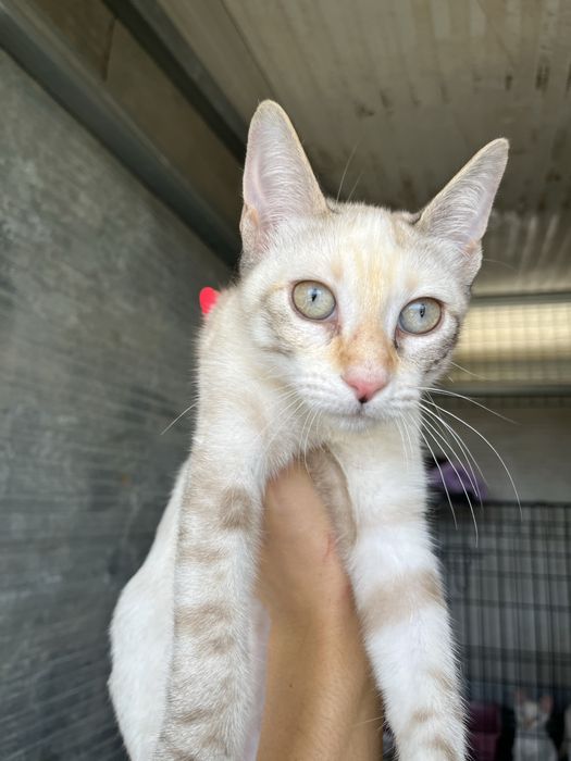 Shiva- linda gatinha muito meiga!
