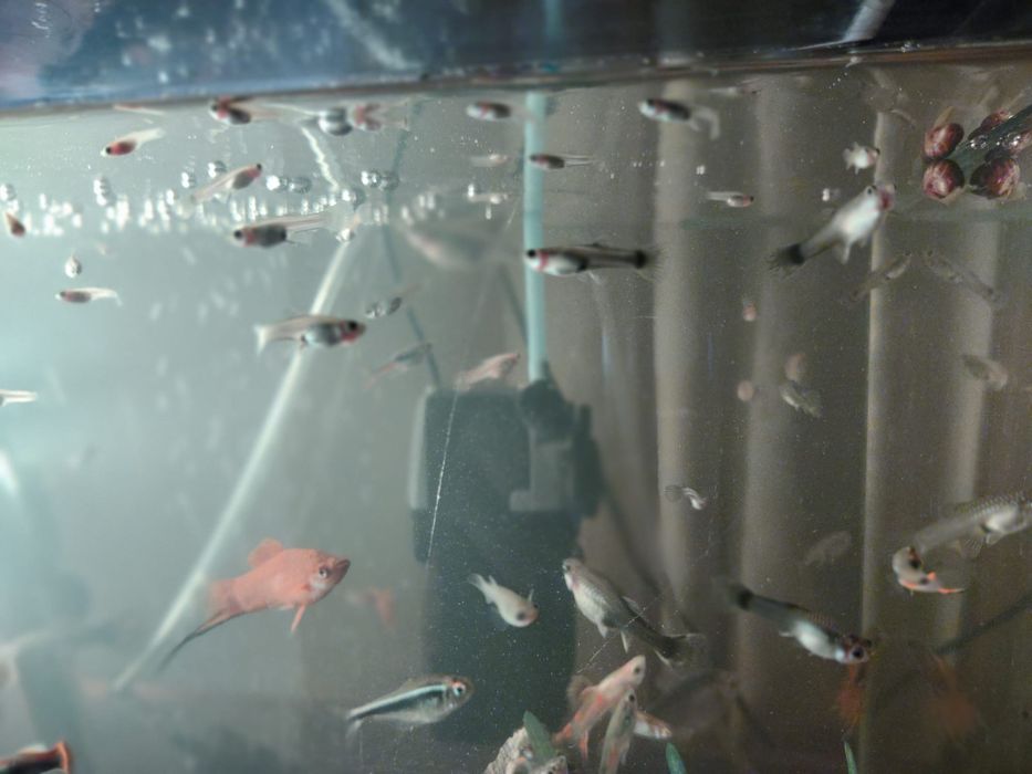 Gupiki,rybki z własnej hodowli