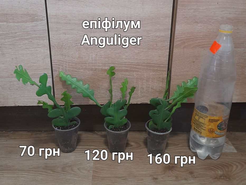 Крассула, спатифілум,  ноліна, драцена