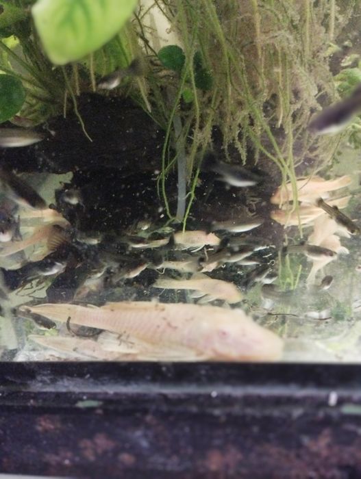 Glonojady tarlaki jasne i ciemne