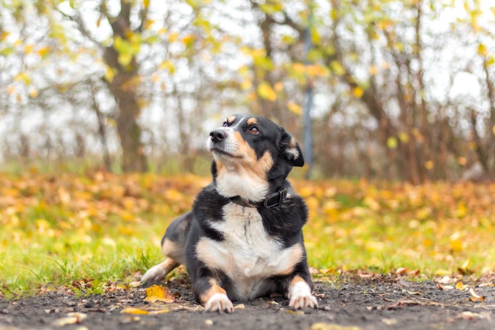 Moli w typie border collie szuka domu