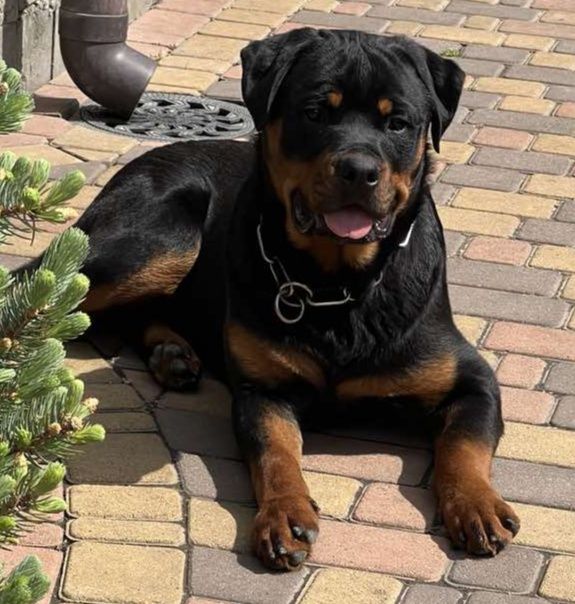 Хлопчики ротвейлера від елітних батьків чемпіонів України.